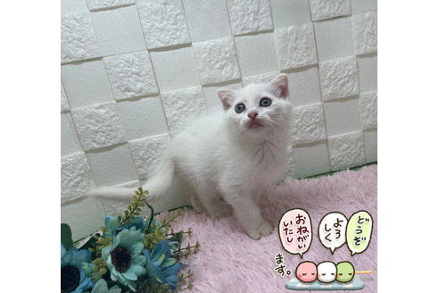 成約済の埼玉県のスコティッシュフォールド-22248の5枚目